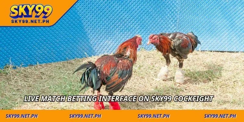 Live match betting interface on sky99 cockfight