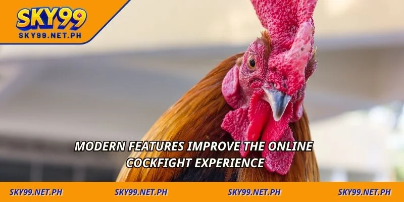 Modern features improve the online cockfight experience